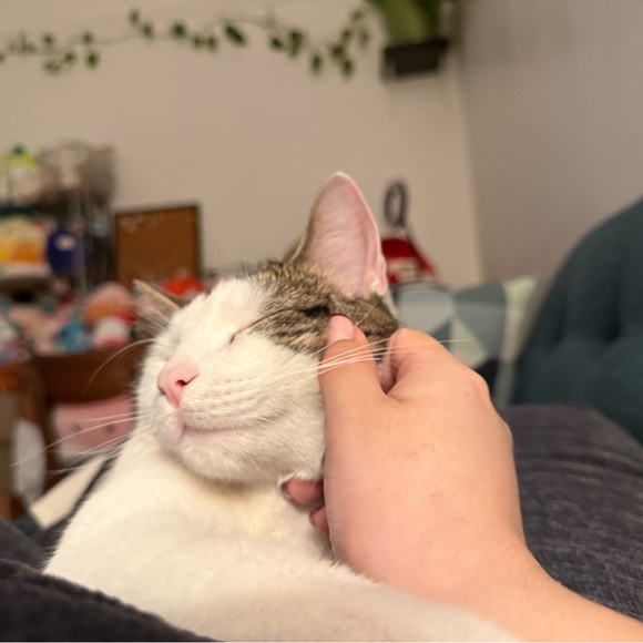 Funds for Sushi 🍣 and Beerus 🐈‍⬛ - Picture 6 of 13